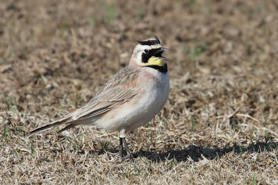 Horned Lark