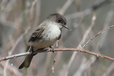 Eastern Phoebe