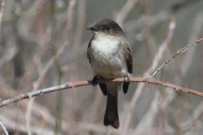 Eastern Phoebe