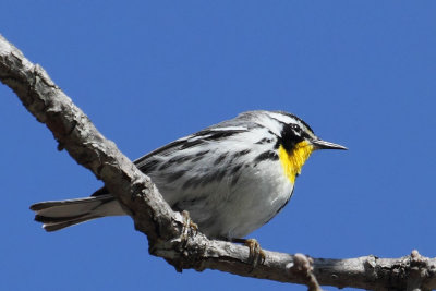 Yellow-throated Warbler