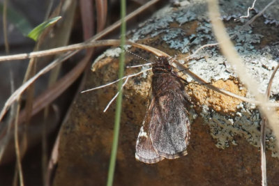 Common Roadside-Skipper