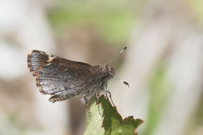 Common Roadside-Skipper