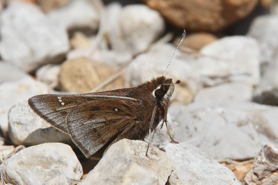 Dusted Skipper