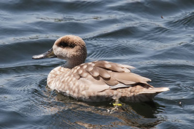 Marbled Duck or Marbled Teal