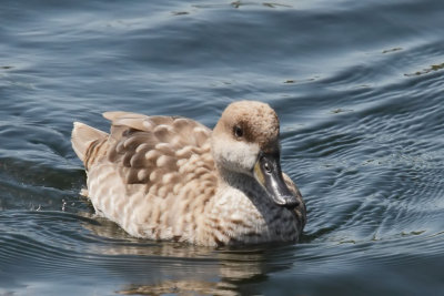 Marbled Duck or Marbled Teal