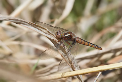 Blue Corporal