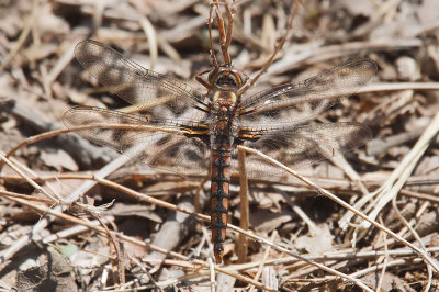 Blue Corporal