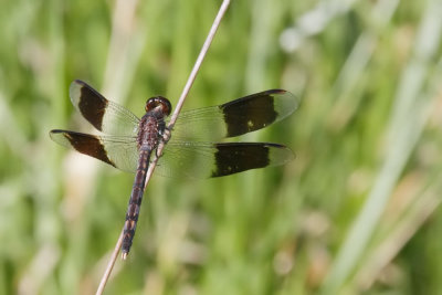 Band-winged Dragonlet