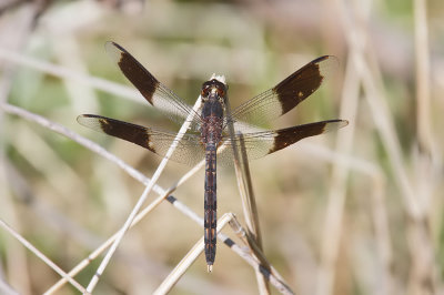 Band-winged Dragonlet