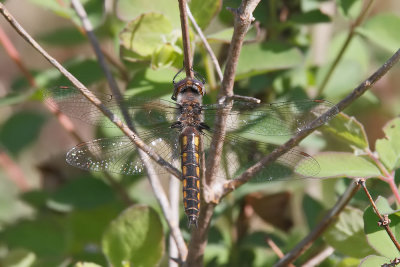 Common Baskettail