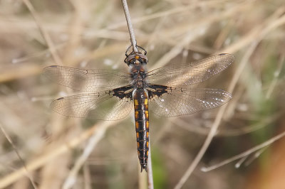 Mantled Baskettail