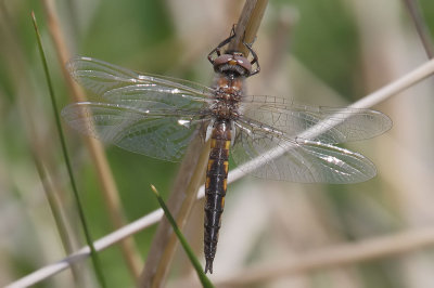 Mantled Baskettail