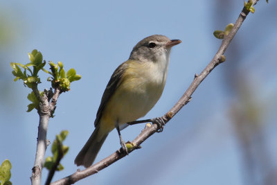 Bell's Vireo