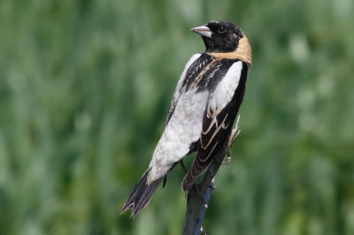 Bobolink