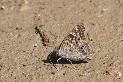 Hackberry Emperor