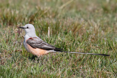 Scissor-tailed Flycatcher