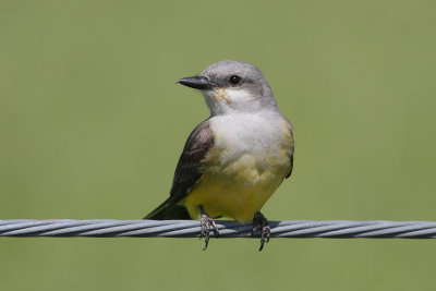 Western Kingbird
