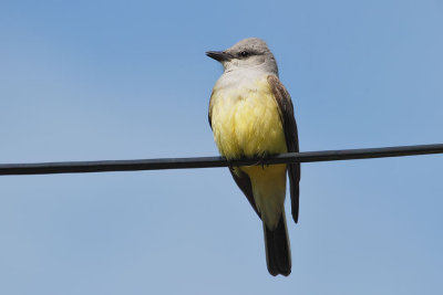 Western Kingbird