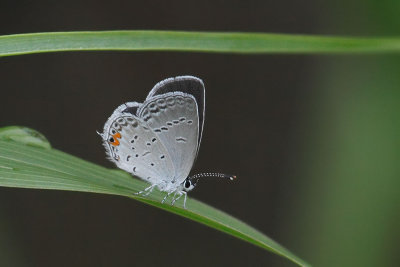 Easter Tailed-Blue