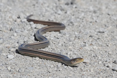 Western Slender Glass Lizard 