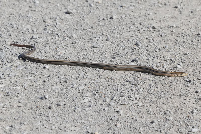 Western Slender Glass Lizard 