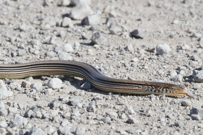 Western Slender Glass Lizard 
