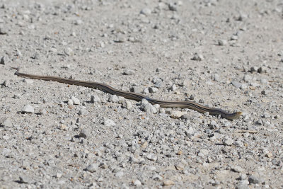 Western Slender Glass Lizard 