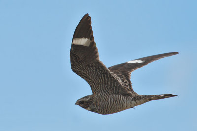 Common Nighthawk