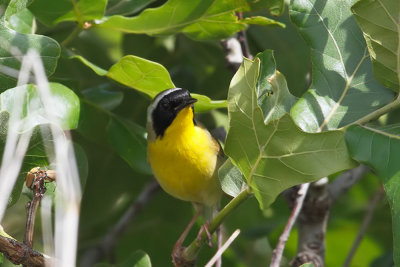 Common Yellowthroat
