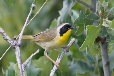 Common Yellowthroat
