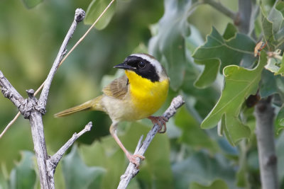 Common Yellowthroat