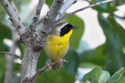 Common Yellowthroat