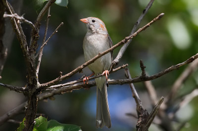 Field Sparrow