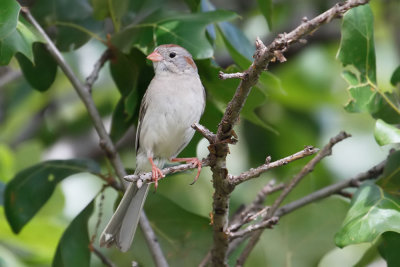 Field Sparrow