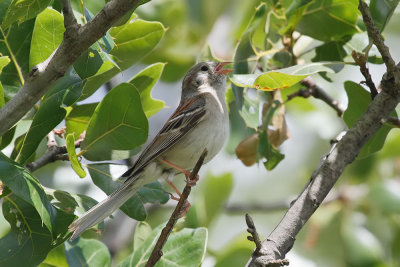Field Sparrow