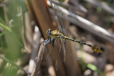 Flag-tailed Spinyleg