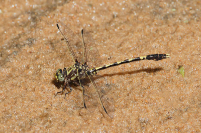 Common Sanddragon