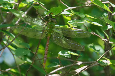 Comet Darner