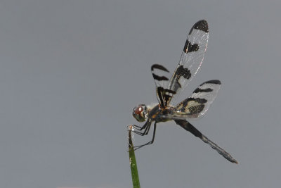 Banded Pennant