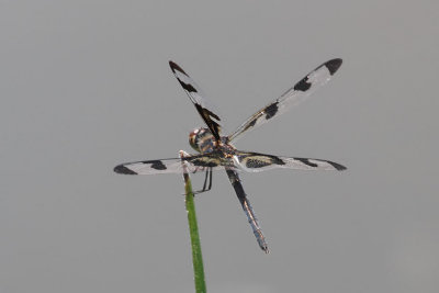 Banded Pennant