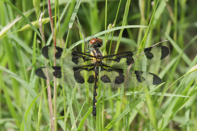 Banded Pennant