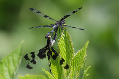Banded Pennant