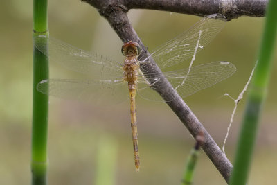 Blue-faced Meadowhawk