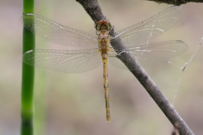 Blue-faced Meadowhawk