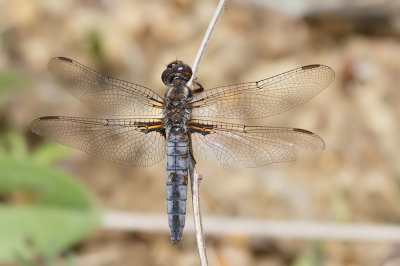 Blue Corporal
