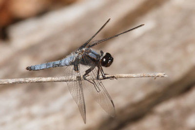 Blue Corporal