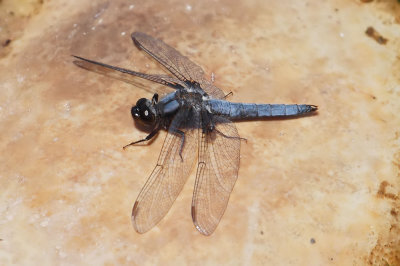 Blue Corporal