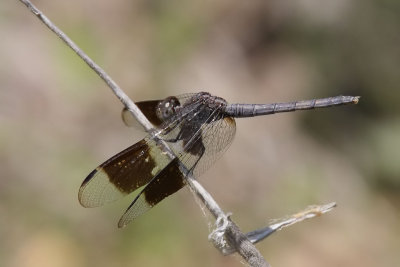 Band-winged Dragonlet