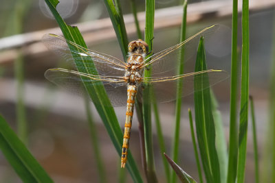 Variegated Meadowhawk