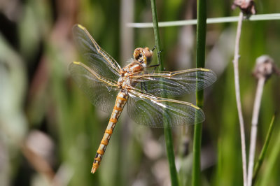 Variegated Meadowhawk